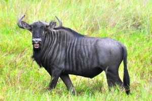 Say Cheese!  A very happy Wildebeest...