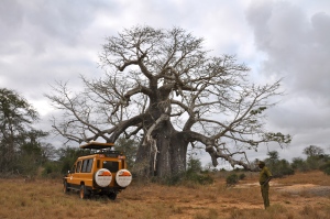 Jeep in front of a huge Baobab tree.