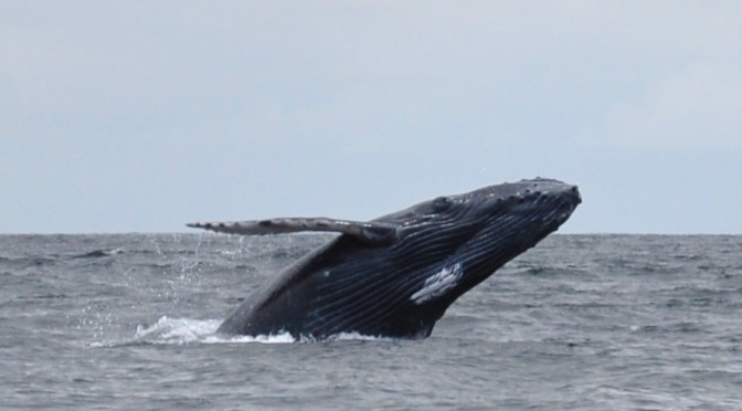 Explain Whales (parts dois & três)…