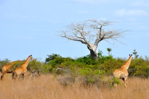 Giraffes and a Baobab tree.