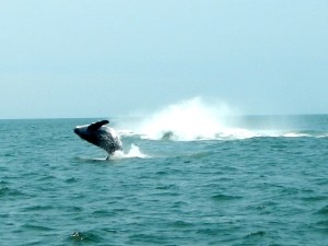 Now, it's Junior's turn.