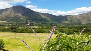 Not a bad view to wake up to!