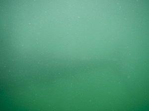 If you squint and look closely, you can make out the shape of the back end of a shark.  Not exactly a National Geographic worthy photo, but proof nonetheless..