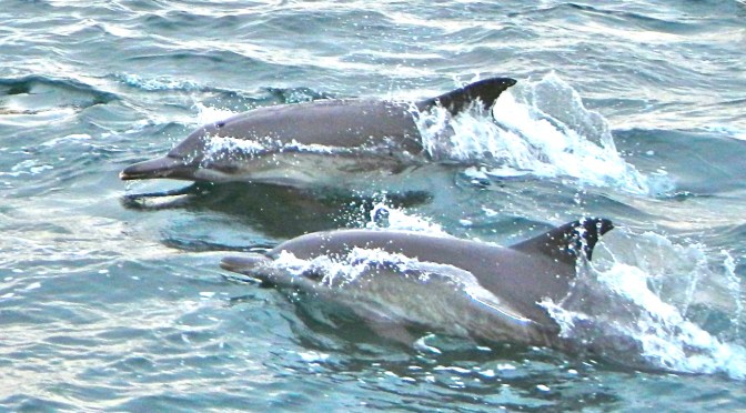 Here fishy, fishy…