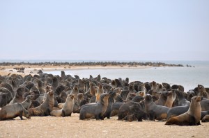 Seals in Namibia