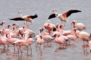 Flamingos Namibia