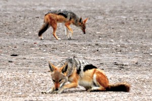 Jackals Namibia