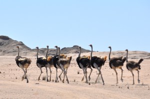 Ostriches Namib Desert