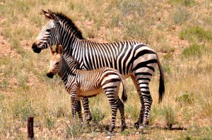 Zebras Namibia