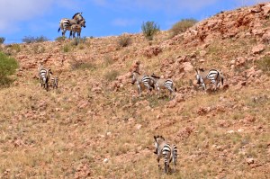 Zebras Namibia