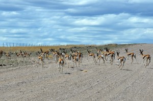 Springboks Namibia