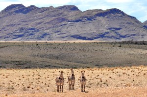 Zebras Namibia