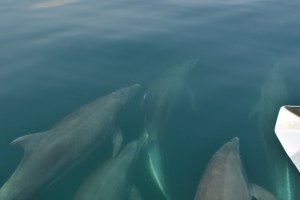 Luanda dolphin