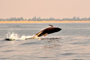 Luanda dolphin
