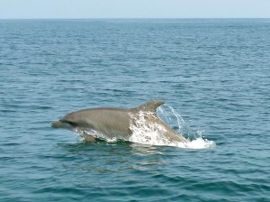 Luanda dolphin